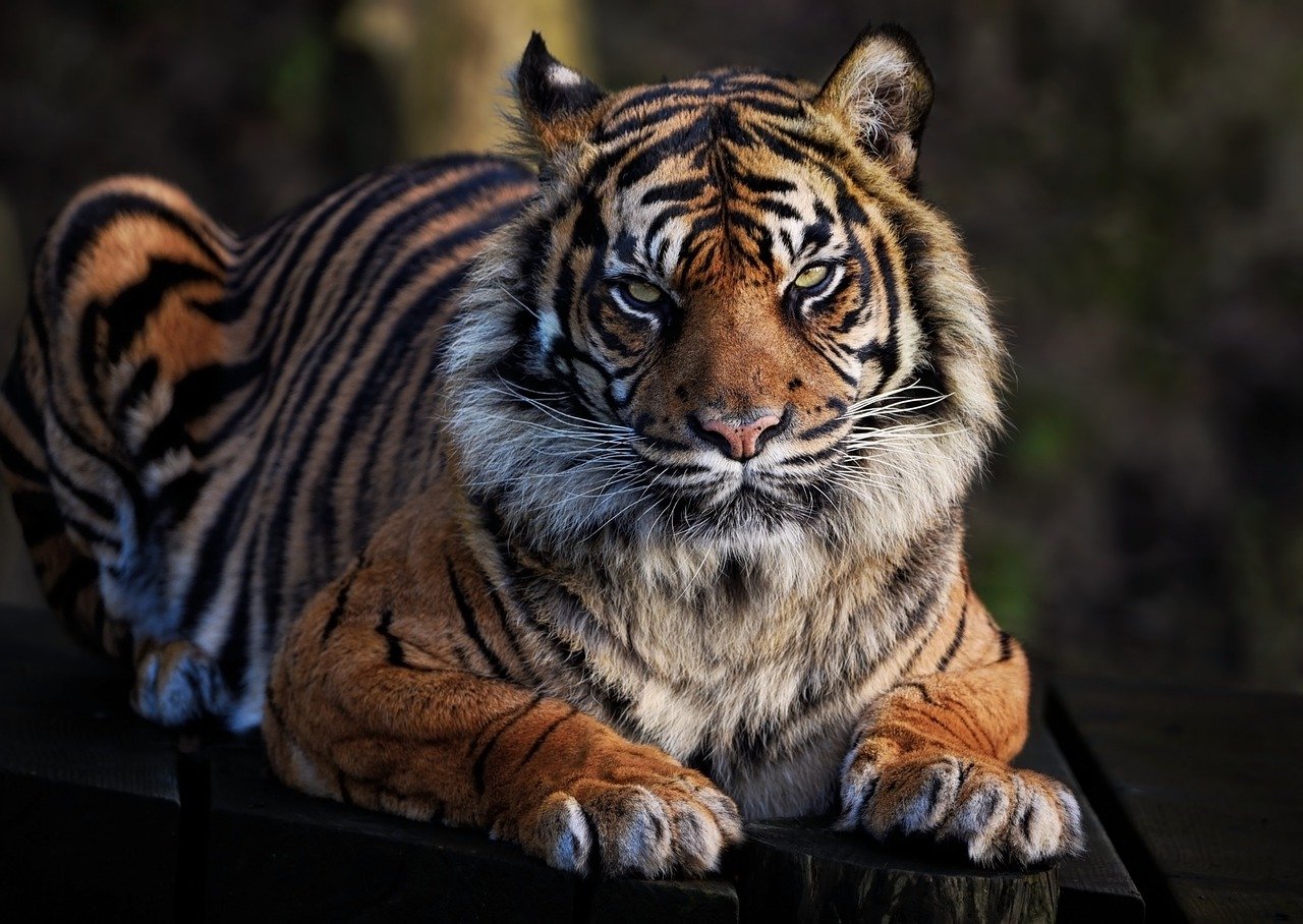 sumatran tiger, tiger, feline-7694722.jpg